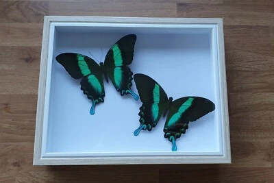 Papilio Blumei véritables papillons à queue d'hirondelle montés dans un cadre de boîte profonde - Photo 1/2