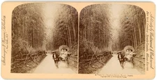 Stereo Photo Kyoto Prefecture Kyoto Japan, Bamboo Grove, Bamboo Forest,... - 10669737