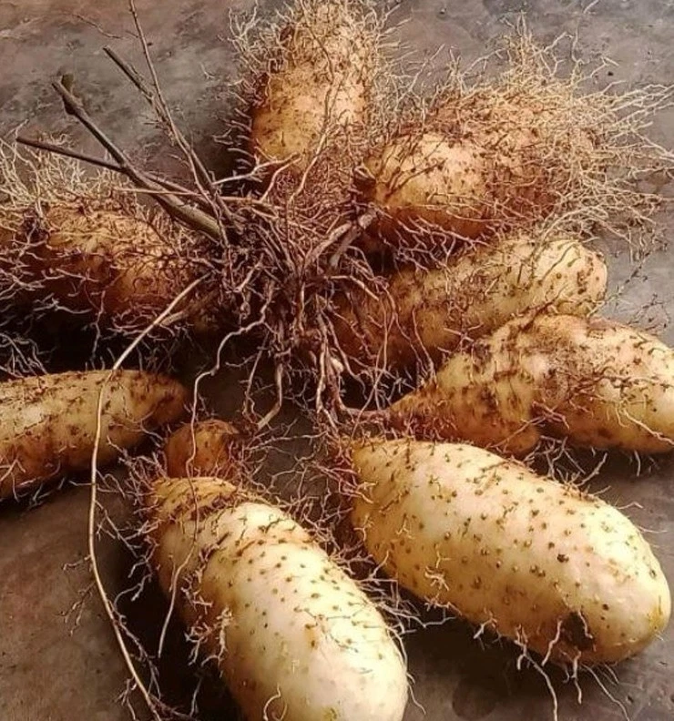 Dioscorea for sale | eBay