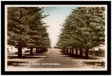 Vintage RPPC Mini Photo Postcard - The Avenue of Pines , Warrnambool , VIC
