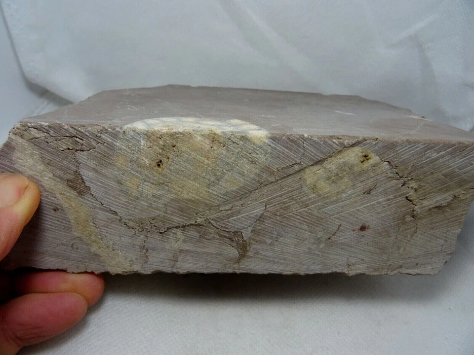 Corte sección Ammonite carbonifero Leon España fosil Goniatites N13 - Imagen 4 de 4