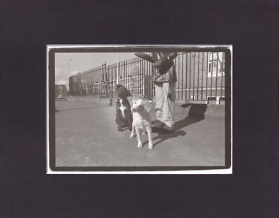 8X10'' Matted Print Photo Picture, Why We Really Love Dogs: Cute Walking Dogs