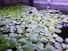 10 Plants Amazon Frogbit 30 leaves Easy Freshwater Aquarium Floating Plants