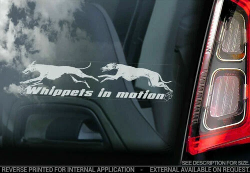 Hunde-Schilder & -Plaketten für Whippet Autoaufkleber