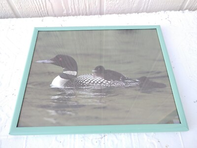 Common Loon Adult With Two Chicks 10''x8'' Framed Photographic Print. PR-121