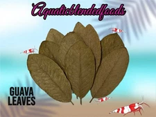 ABF Guava Leaves  Freshwater Shrimp Tank Isopods Betta Blackwater Aquarium