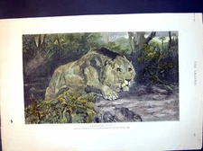 Antique Print Stealthy Fate Lion Prowling Through Forest Jt Nettleship 1894