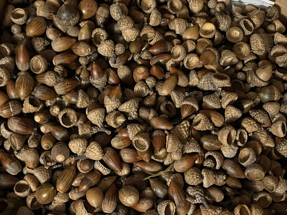 2 Lbs Pounds Acorns 2025 White & Red Oak Fresh 2025 Drop New Burr Oak - Image 2 of 2