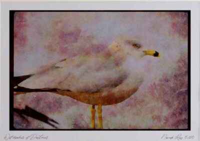 008098 Junger Ring Schnabelmöwe Nahaufnahme Aquarell Bild limitierte Auflage A4