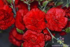 200+ Grenadin Red Carnation Seeds for Garden Planting - USA - FREE SHIPPING!