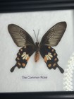 Vintage Lot of 2 Real Butterflies in 5x5” Framed Glass Display TAXIDERMY Rare — photo 2