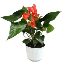Orange Anthurium Live Plant Decor Approx. 16-19" Tall , Real Flowers/House Plan