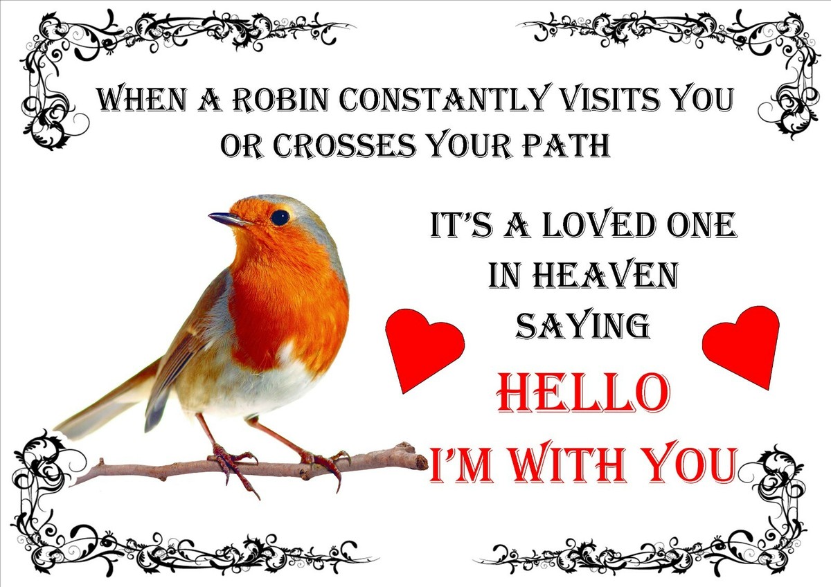 Robin Redbreast Quotes Robin Bird Isolated Hi Res Stock Photography