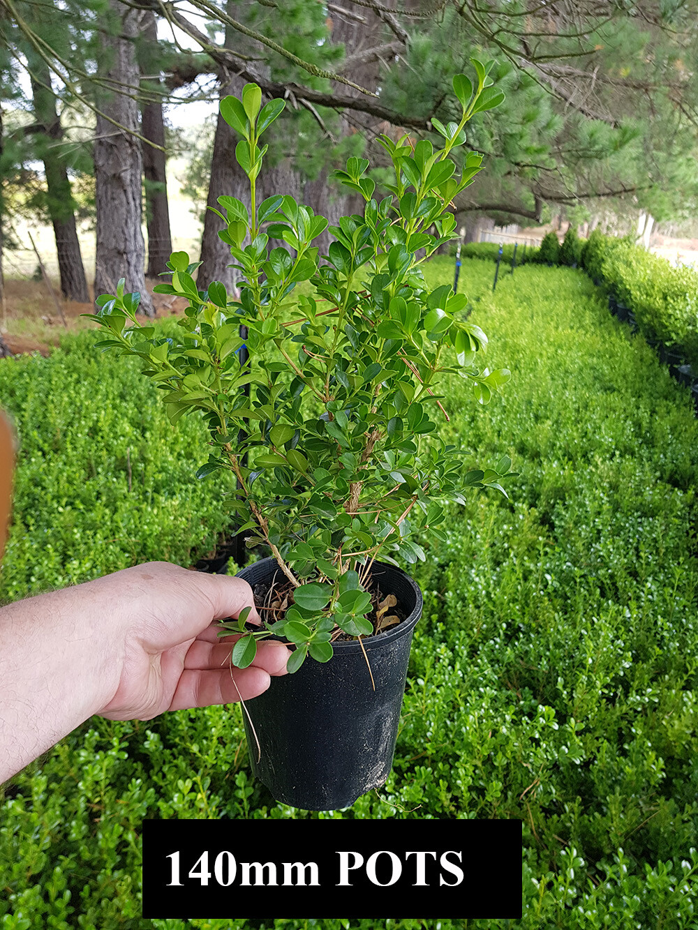 JAPANESE BOX HEDGE PLANTS buxus microphylla japonica selectable