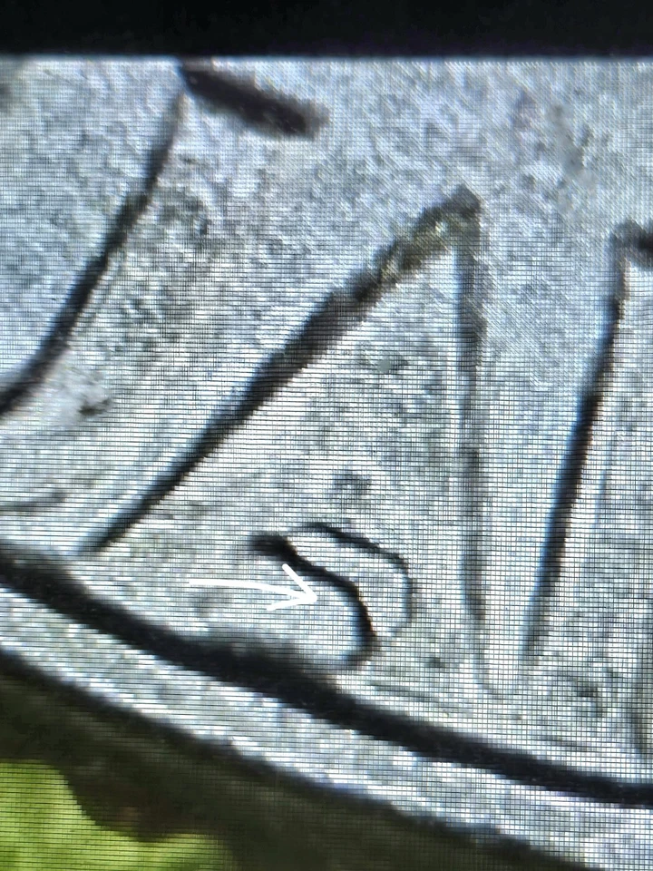 1968-d Washington quarter. DDR Nice Eagle Error. - Image 4 of 4