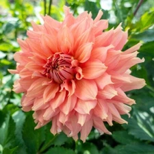1 - FAIRWAY SPUR Dinner Plate Dahlia Bulb Tuber Clump - 10" PERENNIAL FLOWERS
