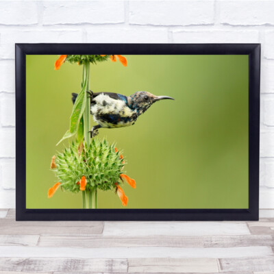 Lila Sonnenvogel Blume orange Tierwelt Wandkunstdruck