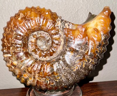 Rare Beautiful ''Goat Horn'' Ammonite Fossil 3.36 pounds 1526 grams #58