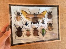 Set Collectible Beetle Mix Exotic Bugs Insect Taxidermy Entomology Wood Box