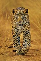 Leopard - Maxi Poster 61 X 91,5 Cm Neu Und Versiegelt
