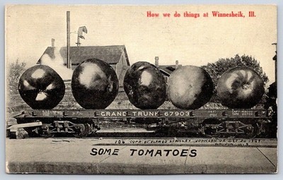 Antique Illinois Postcard WINNESHEIK Grand Trunk Some Tomatoes 1910