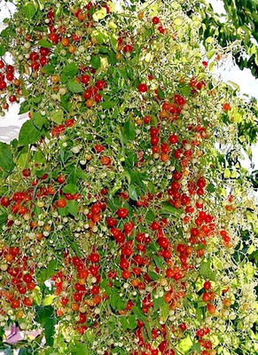 Tomatensamen 7+ ; südamerikanische Sorte ''100s and 1000s'' (Rote Murmel) , 2024