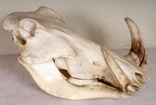 Beautiful Warthog Skull Warhog Trophy