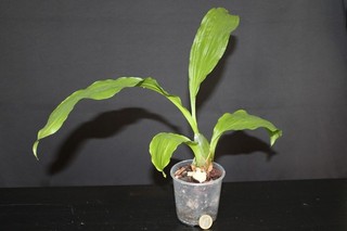 Lycaste Birthday Girl (brevispatha x campbellii)