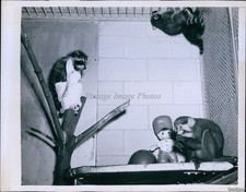 1943 Photo Raccoon & Monkey In Staten Island Barret Park Zoo Nursery Animals 7X9