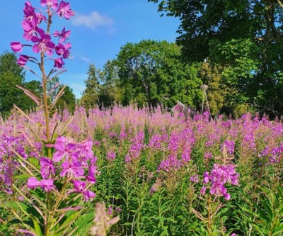 Ivan chai/ Willowherb Craft tea/Fireweed/Fermented /1.75 oz / 3.5 oz/ Large leaf