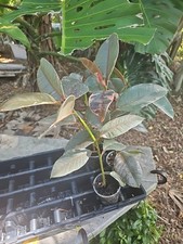Variegated Rubber Plant Tree Ficus Elastica Tineke Ruby 14" -