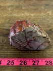 Arizona Rainbow Petrified Wood, .99 Lbs, Beautiful Jasperized Polished Display! — photo 4