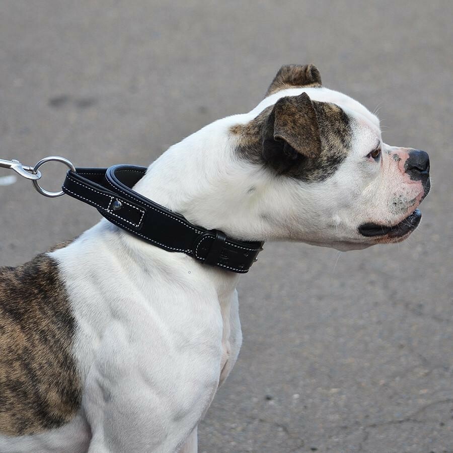 Vibration Collar Shwaan Leather Dog Collar Handle Dog Heavy Duty  MilitaryTactical Training Collar