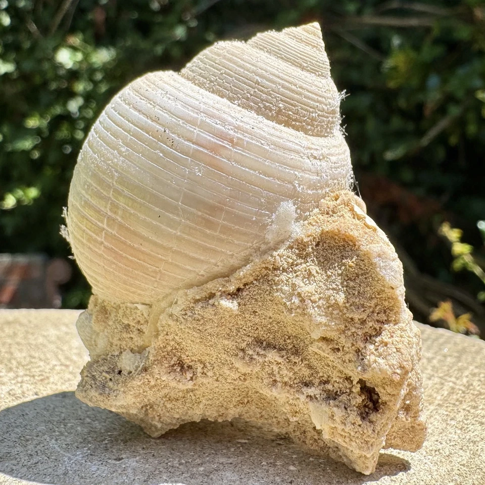 French Miocene Gastropod Fossil - Miocene - France - Genuine with Certificate - Image 2 of 3