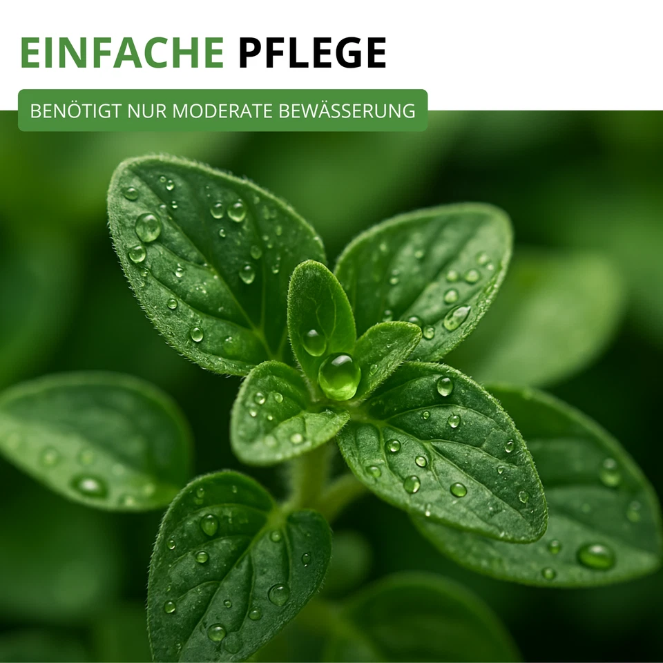 Oregano Mehrjährig Samen - Origanum vulgare - Oreganosamen - Bild 4 von 4