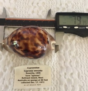 Cypraea venusta “episima”  West Australia 79.35 mm Sowerby 1846