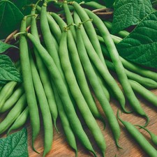 20 Blue Lake Pole Bean Heirloom Seeds Stringless