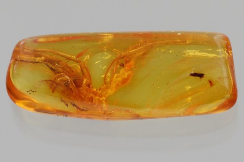 Large SPIDER EXUVIAE Fossil Inclusion Genuine BALTIC AMBER + HQ Pic 250520 - Picture 4 of 6