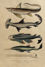 REQUINS PoissonS GRAVURE Corbie MARTEAU Chimere Scie Werdet Baron 1842