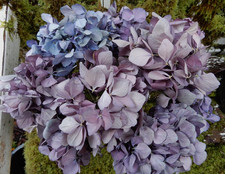 10 suszonych kwiatów hortensji ciemnofioletowej, lawenda prymitywna majsterkowanie rękodzieło dom wiejski