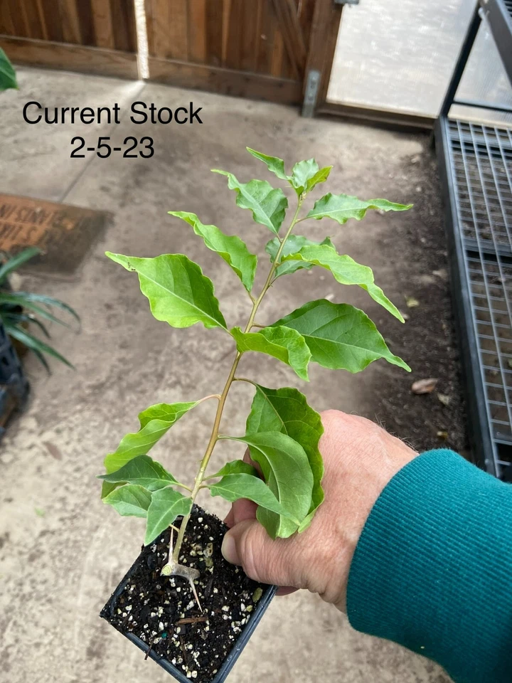 Bougainvillea - 'Flame' - Image 2 of 4