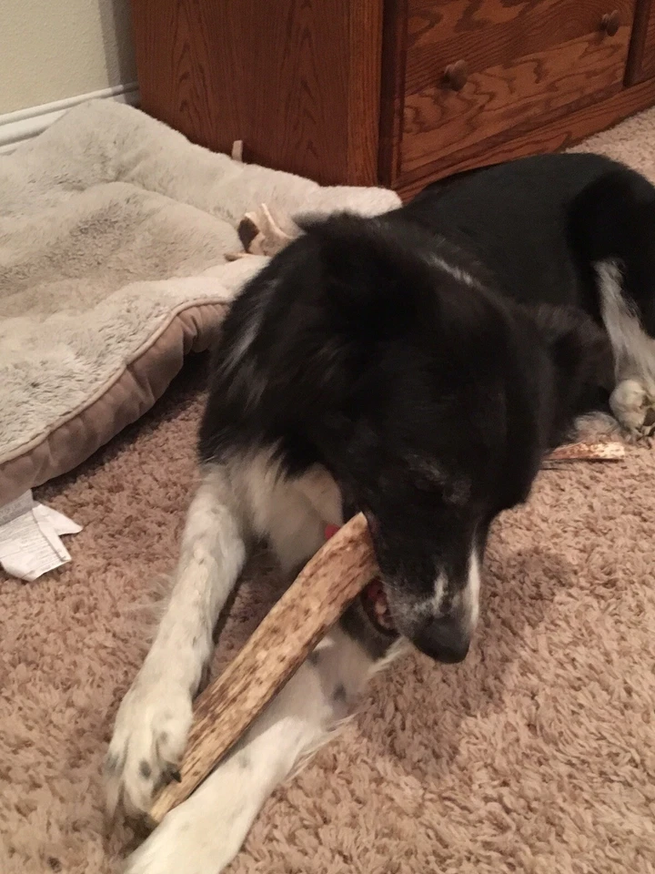 1 libra masticable barato alce y ciervo cornamenta perro masticable mezcla-M/L/XL VENTA a granel grande Foto 4 de 4