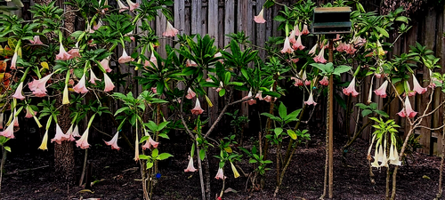 Angel Trumpet Isabella wonderful bloomer plant shipped in pot