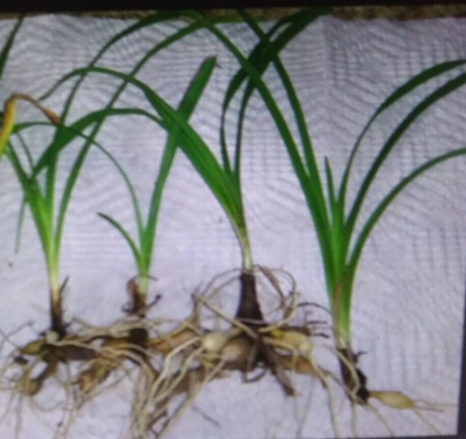 25 plantas de liriope enraizadas desnudas mono hierba lirio 4"-6" vivas Foto 2 de 2