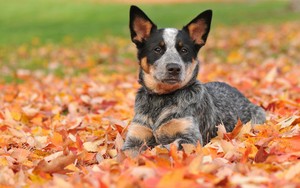 orange heeler dog