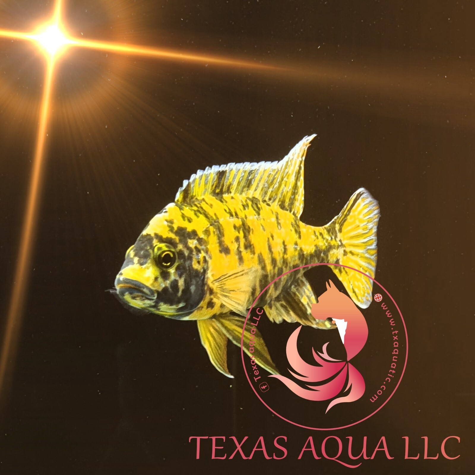 YELLOW OB PEACOCK TOP QUALITY USA TOP REPUTABLE SELLER UPS