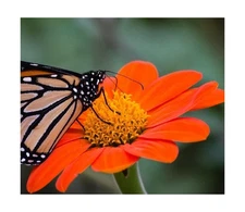 Mexican Sunflower Seeds for Planting – Plant & Grow Heirloom Mexican Sunfl