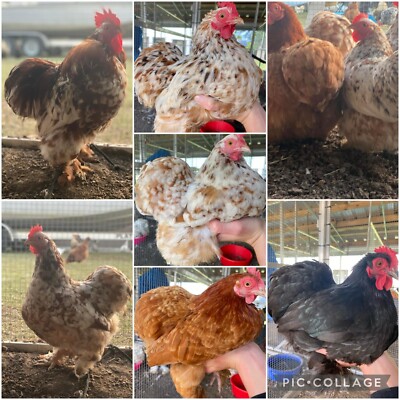 Bantam Cochin Hatching Eggs 6