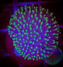 SAF~ Toadstool Leather Coral Frag,  “WYSIWYG” Soft, Coral Colony, SPS, LPS