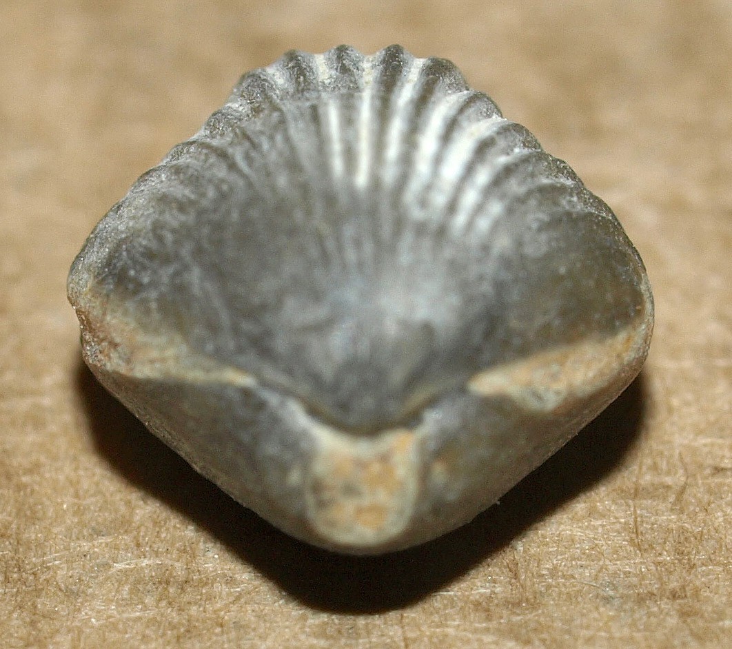 Picture 4 of 12
